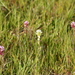 Square