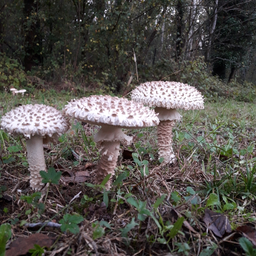 Common Gilled Mushrooms And Allies From Parco Dell Itala Via Dell