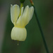 Narcissus triandrus pallidulus - Photo (c) Tig, כל הזכויות שמורות