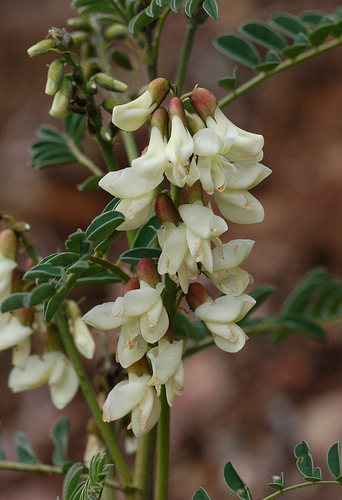 Subspecies Erophaca baetica baetica · iNaturalist