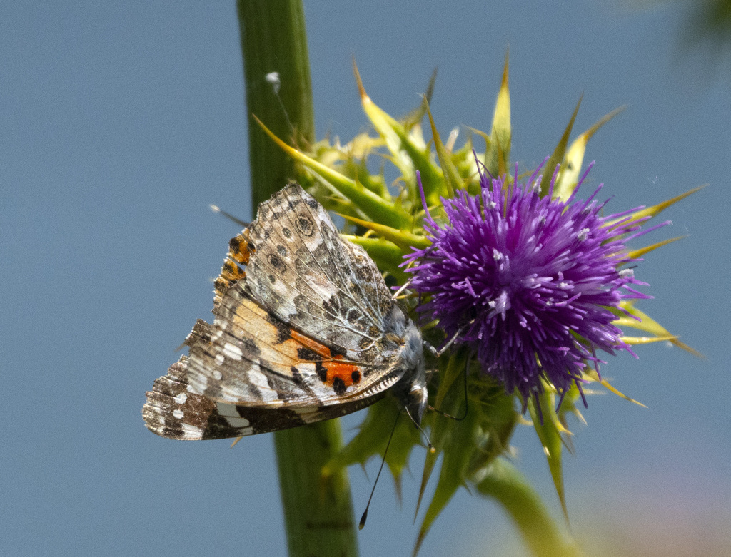 Painted Lady From Woodland Ca Usa On May At Am By