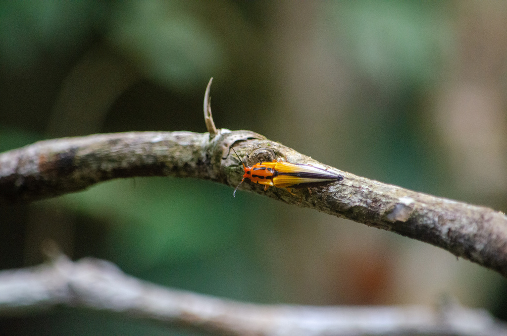 Semiotus Imperialis From Reserva Biol Gica Augusto Ruschi On October