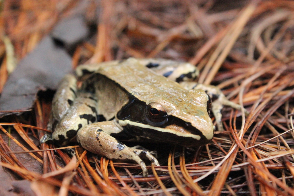 Sierra Madre frog Alchetron, The Free Social Encyclopedia