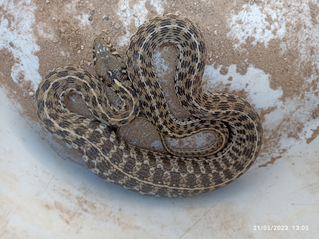 Checkered Garter Snake from 31825 Chih México on May 21 2023 at 01