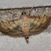 Marasmia poeyalis - Photo (c) Timothy Bonebrake, כל הזכויות שמורות, uploaded by Papilionoidea
