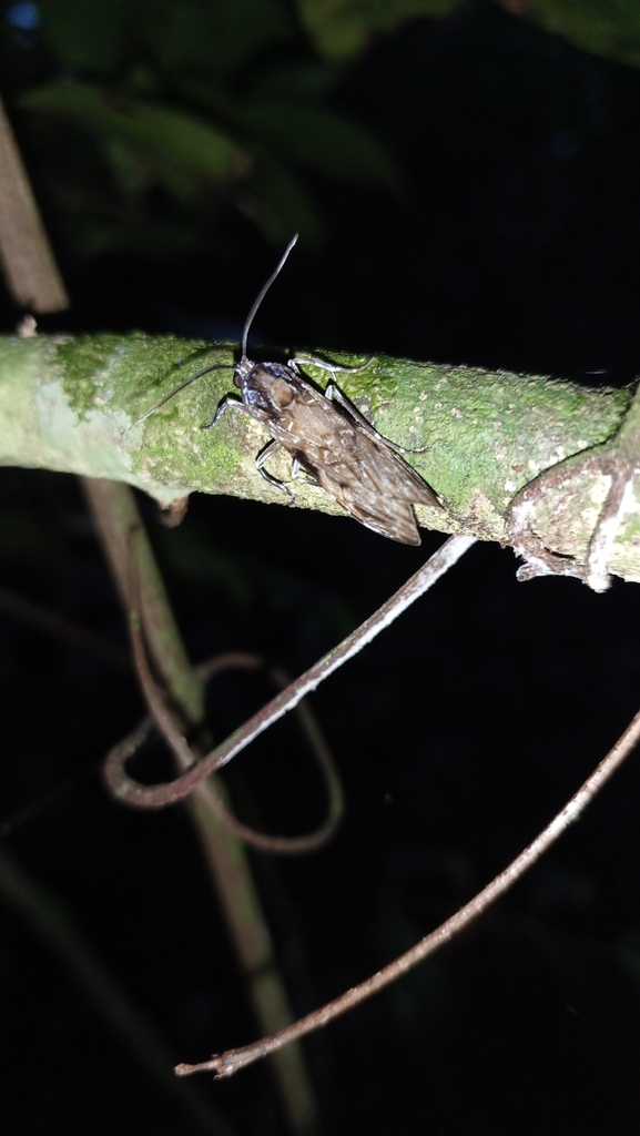 Hyaleucerea gigantea from Reserva Biológica Augusto Ruschi on May 17