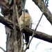 Australian Brush Cuckoo - Photo (c) Victor Fazio, all rights reserved, uploaded by Victor W Fazio III