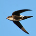 White-throated Swift - Photo (c) Henry Fabian, all rights reserved, uploaded by Henry Fabian