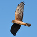 Northern Harrier - Photo (c) Henry (Hank) Fabian, all rights reserved