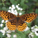 Meadow Fritillary - Photo (c) lepalot, all rights reserved, uploaded by Curt Lehman