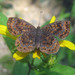 Northern Metalmark - Photo (c) Curt Lehman, all rights reserved, uploaded by Curt Lehman