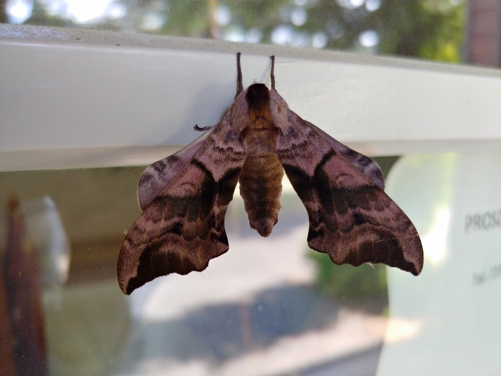 Eyed Hawkmoth From Gda Sk Polska On May At Am By