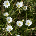 Field Chickweed - Photo (c) Eric in SF, all rights reserved, uploaded by Eric Hunt
