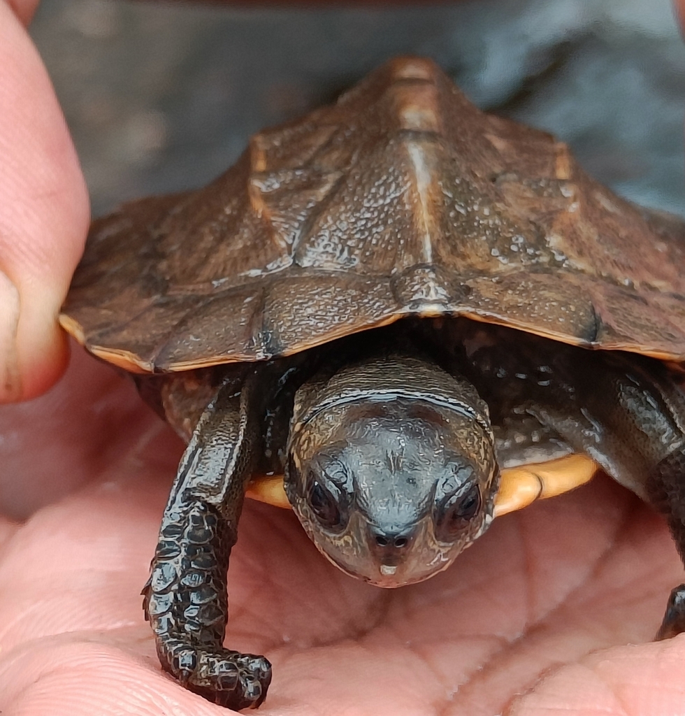 Indian Black Turtle From Kalakad Mundanthurai Tiger Reserve On November