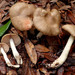Entoloma lividoalbum - Photo (c) Trent Pearce, all rights reserved, uploaded by Trent Pearce