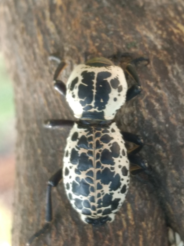 Zopherus Nodulosus Nodulosus From Cabecera Municipal San Andres