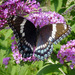 White Admiral × Red-spotted Purple - Photo (c) lepalot, all rights reserved, uploaded by Curt Lehman