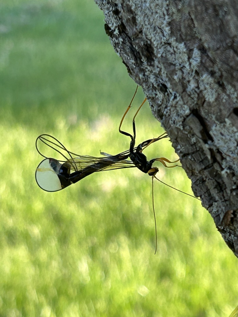 Black Giant Ichneumonid Wasp From Industrial Rd Waterville Me Us On