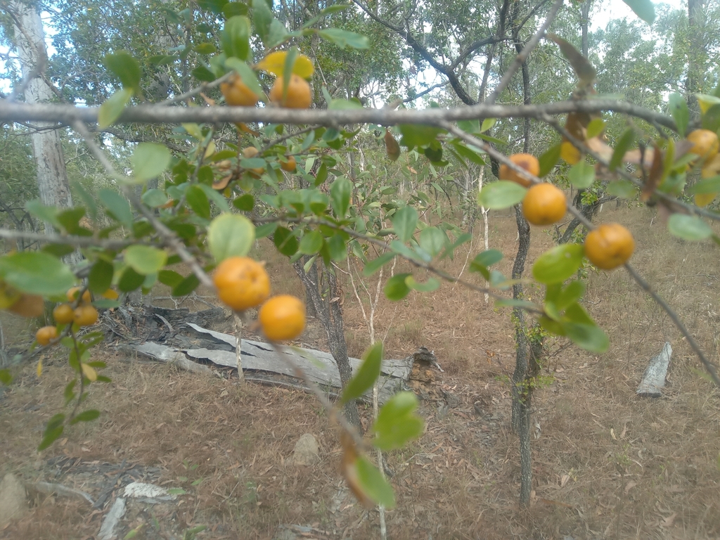 Petalostigma From Mareeba Qld Australia On May At