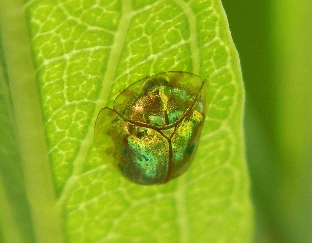 green tortoise beetle