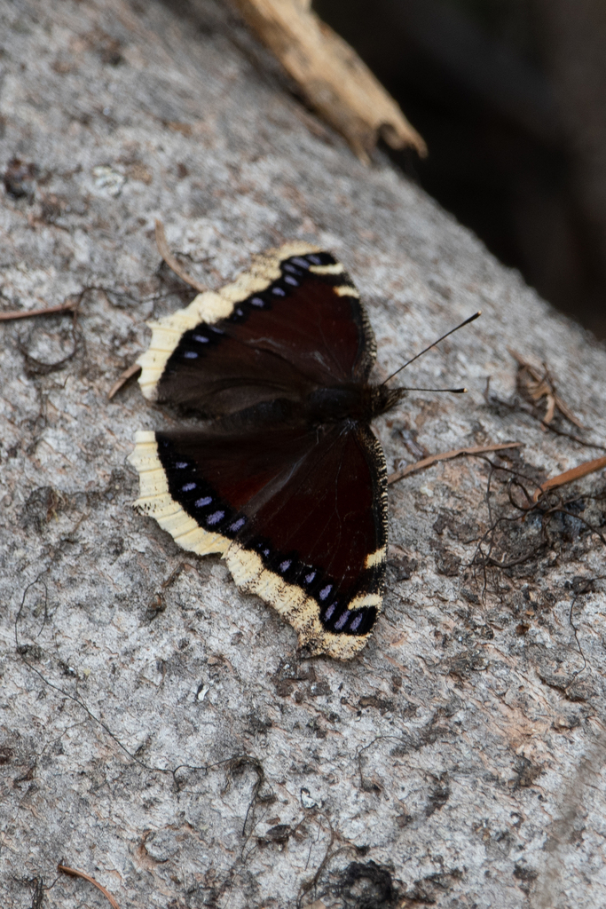 Mourning Cloak From Valley County ID USA On May 15 2023 At 12 49 PM