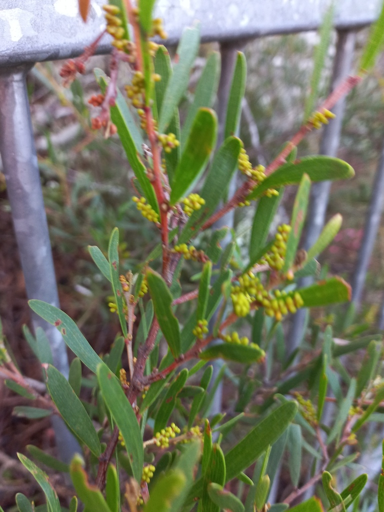 Variable Sallow Wattle In June By Kjell Knable Inaturalist