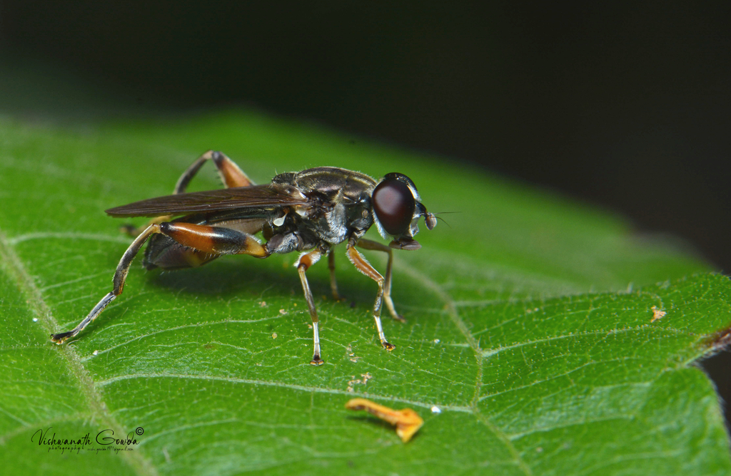 Xylotina From Guddekeri Karnataka India On June At