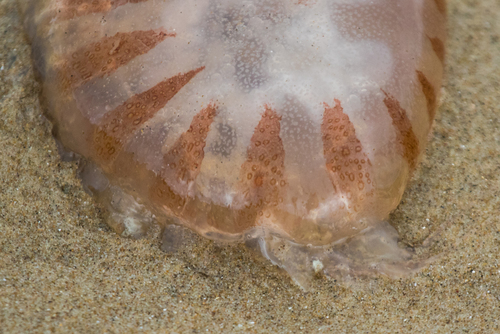 photo of Atlantic Sea Nettle (Chrysaora quinquecirrha)