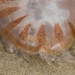 photo of Atlantic Sea Nettle (Chrysaora quinquecirrha)