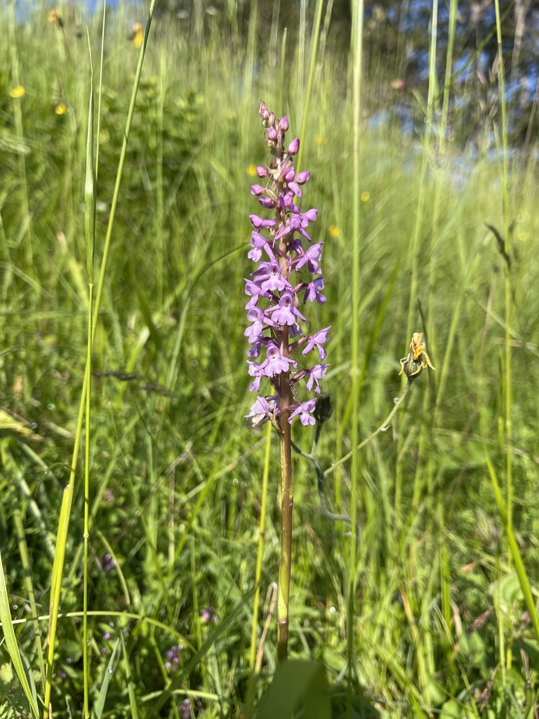 Fragrant Orchid from Route des Alpes Saint Maurice en Trièves