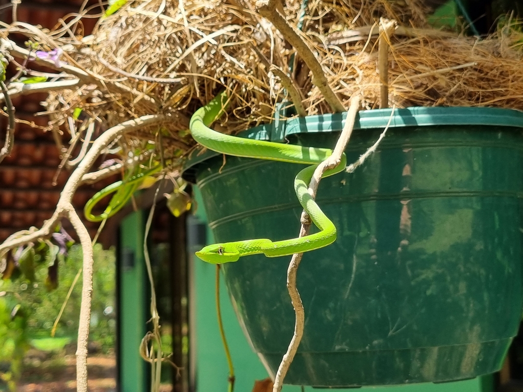 Green Vine Snake From Provincia De Alajuela Siquiares Provincia