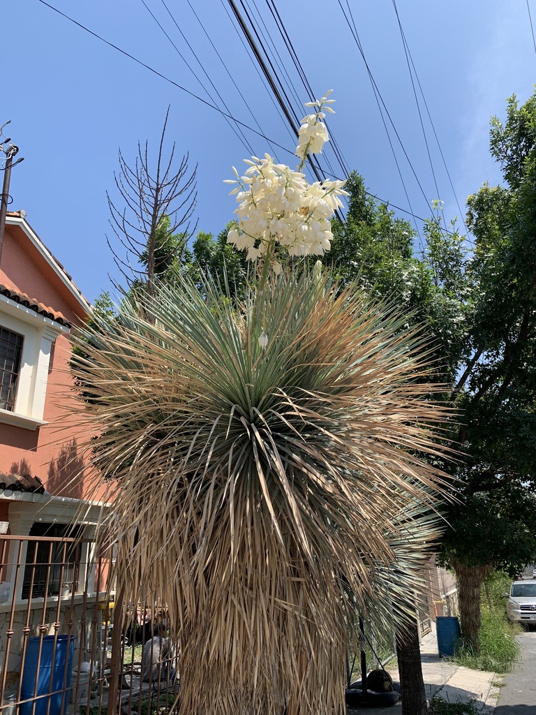 Yuccas From Paseo De Los Sabinos Guadalupe Nuevo Le N Mx On June