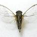 Small Prairie Cicada - Photo (c) William (Bill) Reynolds, all rights reserved, uploaded by William (Bill) Reynolds