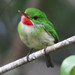 Jamaican Tody - Photo (c) catabbott, all rights reserved, uploaded by catabbott