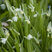 Few-flowered Leek - Photo (c) Tig, all rights reserved, uploaded by Tig