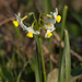 Narcissus tazetta italicus - Photo (c) Tig, all rights reserved, uploaded by Tig