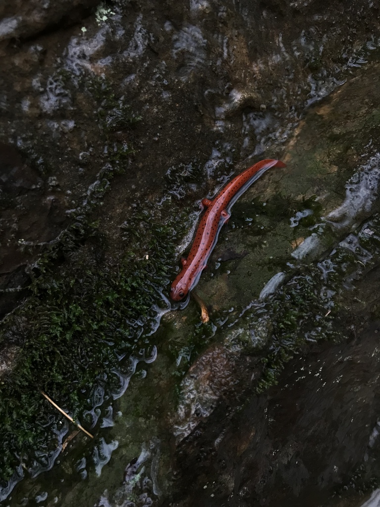 Pseudotriton Diastictus From Pennyrile Forest State Park Dawson