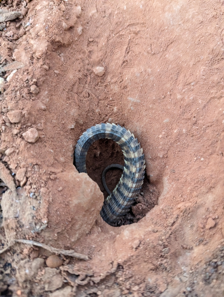 Ridgetail Monitor From Mount Zeil NT 0872 Australia On June 2 2023 At