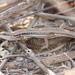 Trachylepis elegans - Photo (c) Martin Mandák, todos los derechos reservados, subido por Martin Mandák