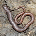 Garden Slender Salamander - Photo (c) Jay Keller, all rights reserved, uploaded by Jay L. Keller