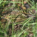 Square