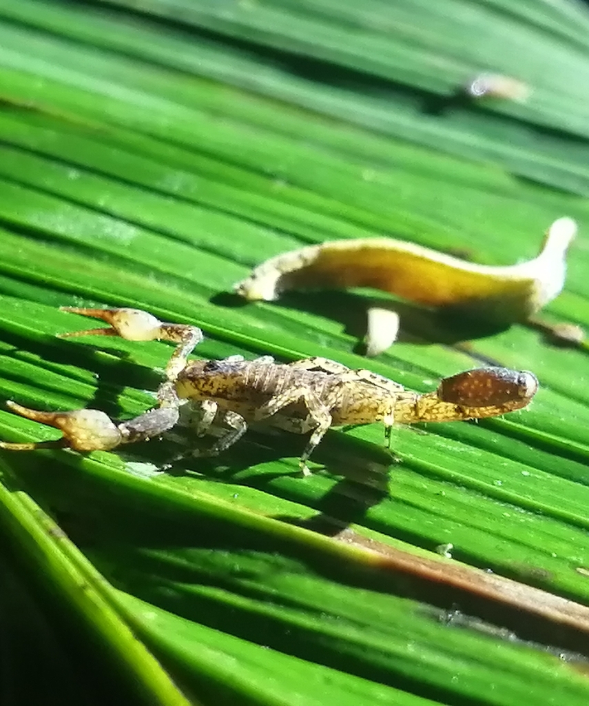 Tityus Ocelote From Heredia Province Sarapiqui Costa Rica On June 13