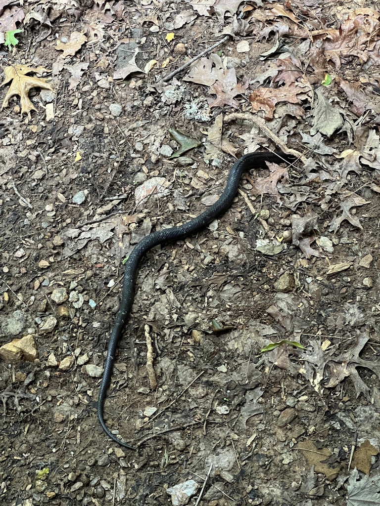 Eastern Gray Ratsnake Complex In June By Lauren Lutze Inaturalist