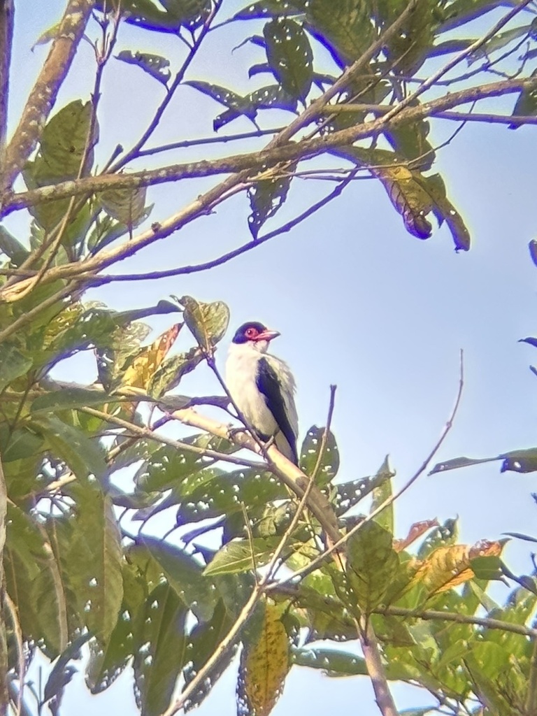 Black Tailed Tityra From Tena Napo EC On June 14 2023 At 09 07 AM By