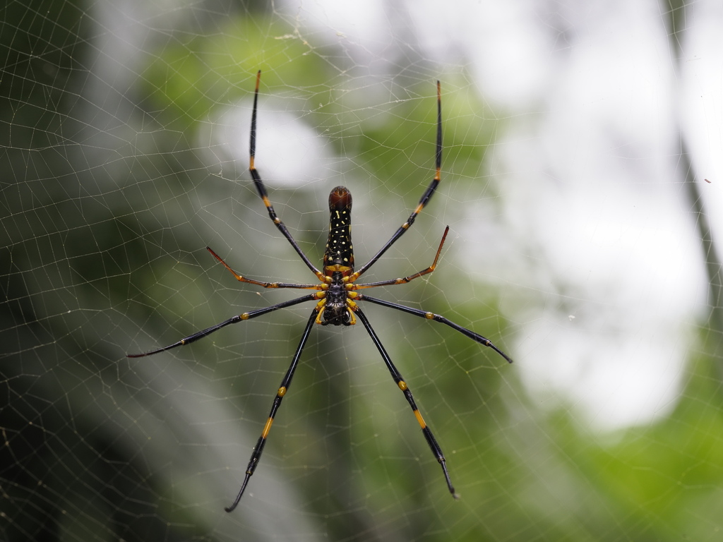 Giant Golden Orbweaver In June 2023 By S Dowell INaturalist