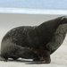 New Zealand Sea Lion - Photo (c) Thorhold Souilljee, all rights reserved