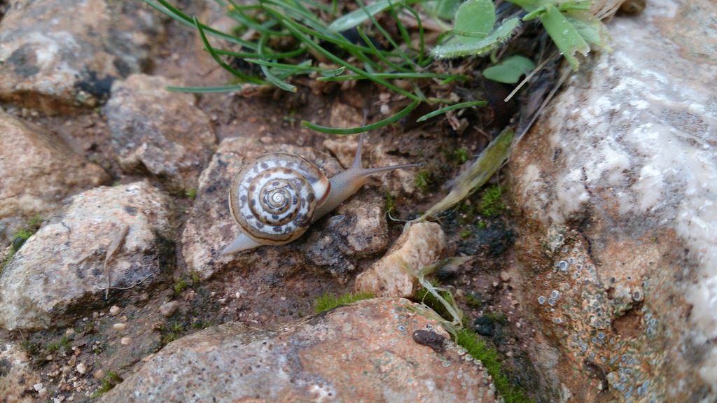 Helicoidea from Divšići Kroatien on 08 October 2013 at 05 36 PM by