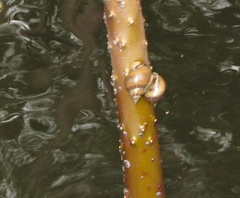 Image of Littoraria angulifera