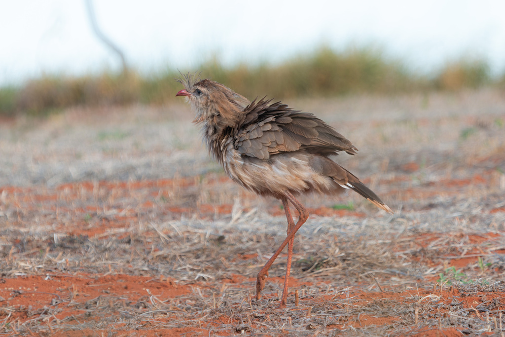 Red Legged Seriema From Serra Da Canastra On May 3 2018 At 04 10 PM By