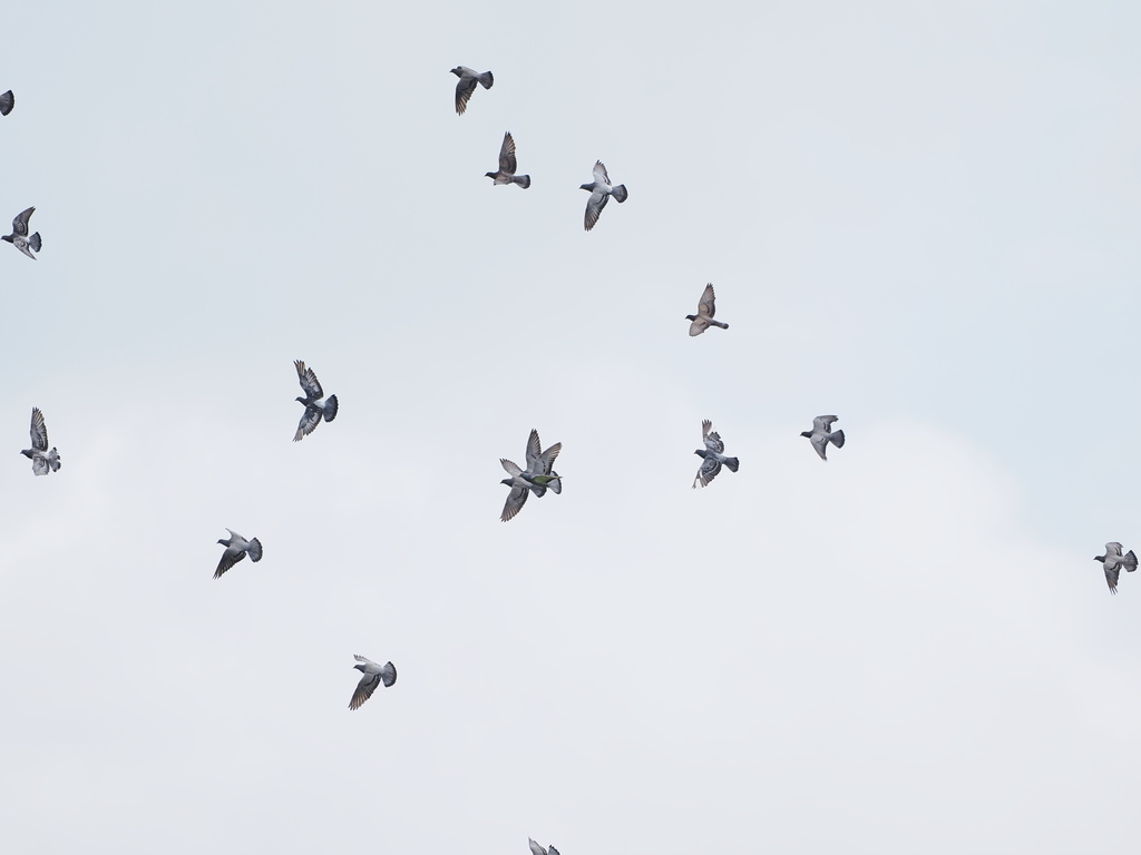 Feral Pigeon In June By S Dowell Inaturalist